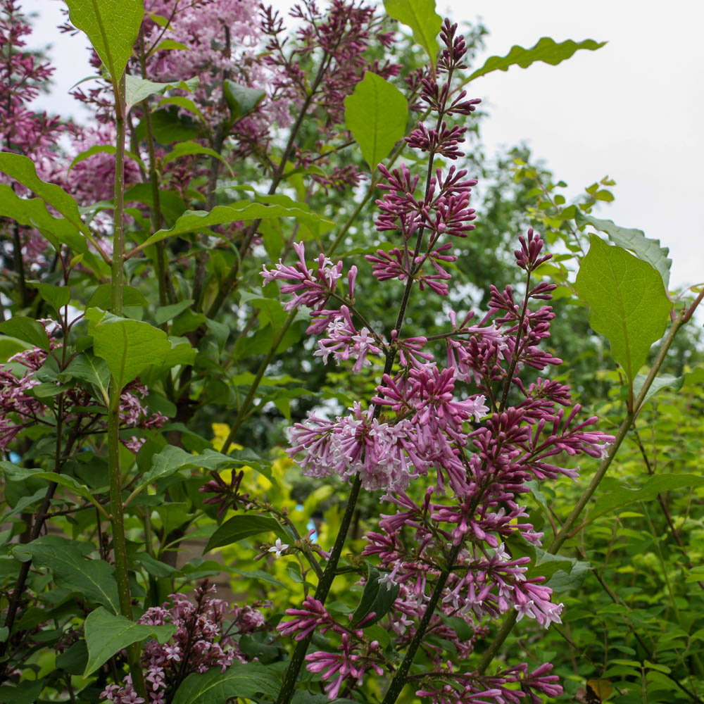 Kanadischer Flieder 'Royalty'