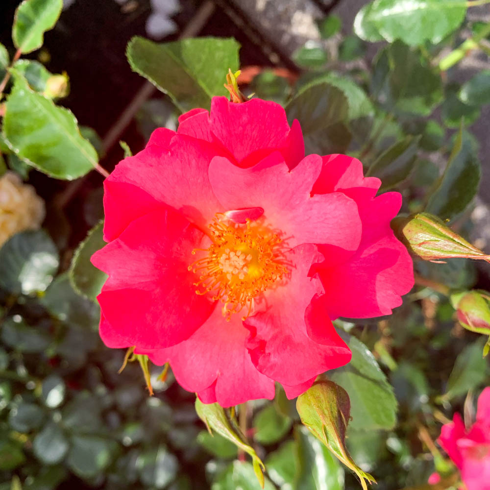 Bodendeckerrose 'Hoppla'