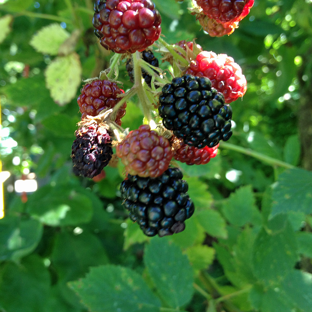 Brombeere 'Black Satin'
