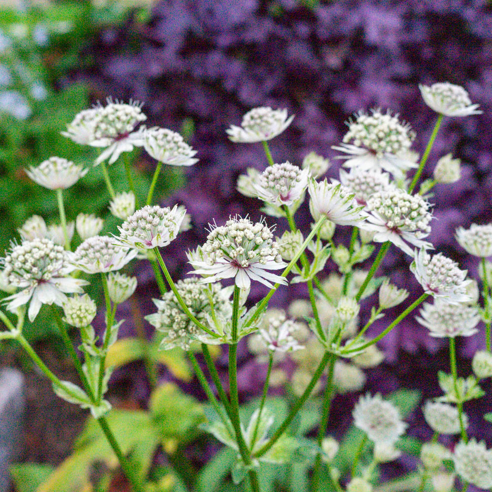 Sterndolde Alba, Astrantia, Schattenpflanze, Blüten