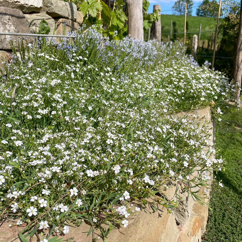 Zwerg Schleierkraut 'Alba'
