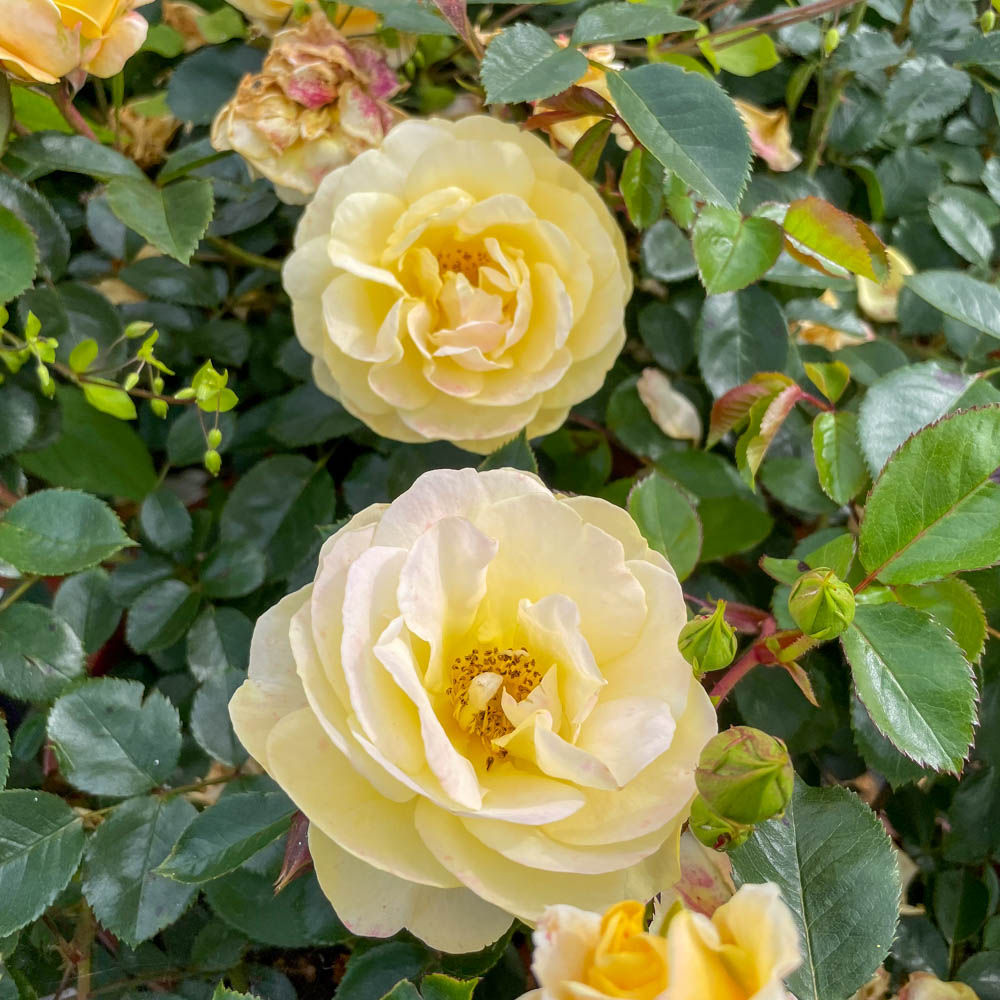 Bodendeckerrose 'Sonnenglanz'