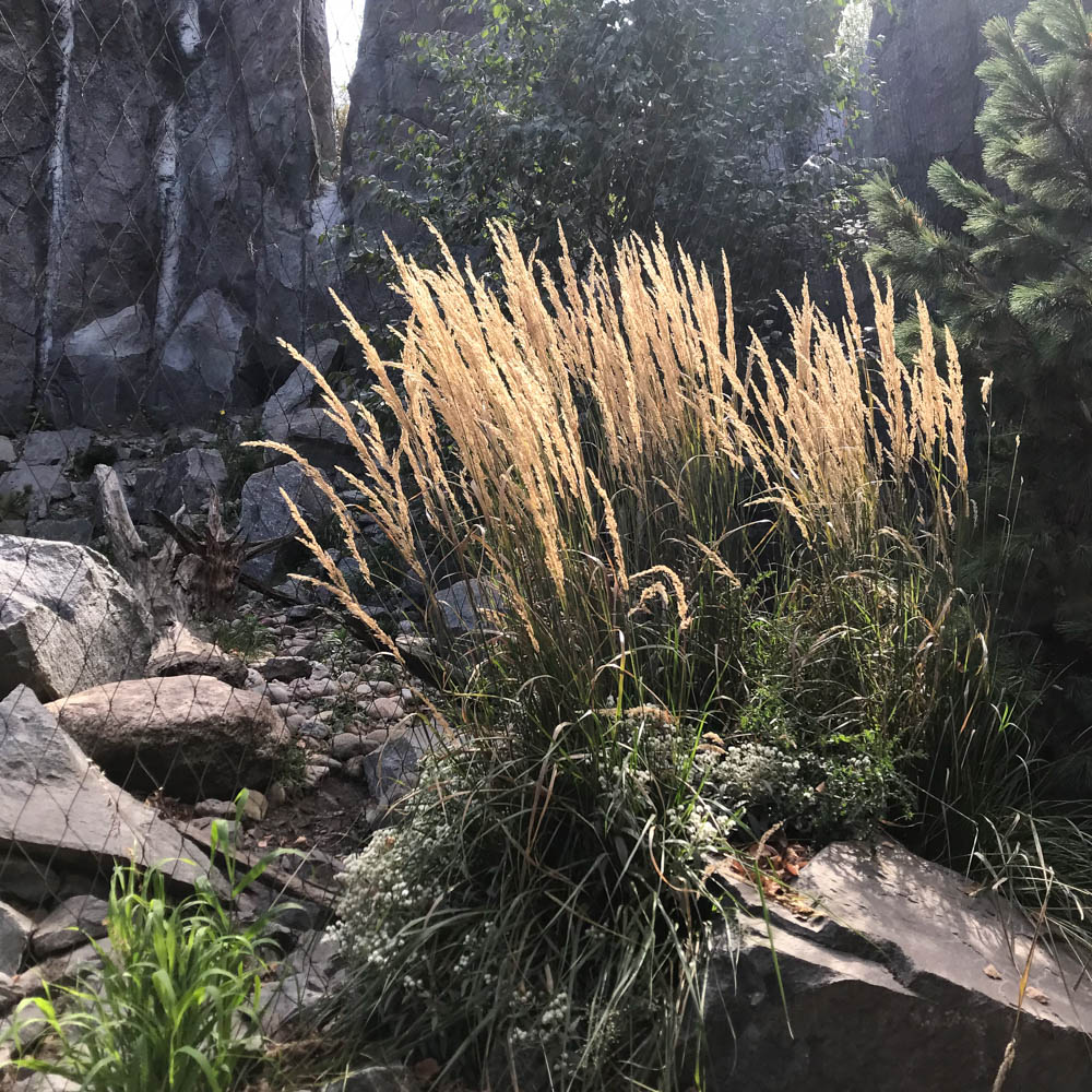 Reitgras Karl Foerster, Calamagrostis acutiflora, Ziergras