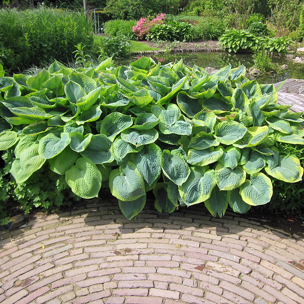 Blaue Gelbrandfunkie Frances Williams, Funkie, Hosta