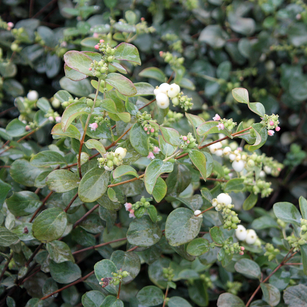 Schneebeere White Hedge, Fruchtschmuck, Laubgehölze