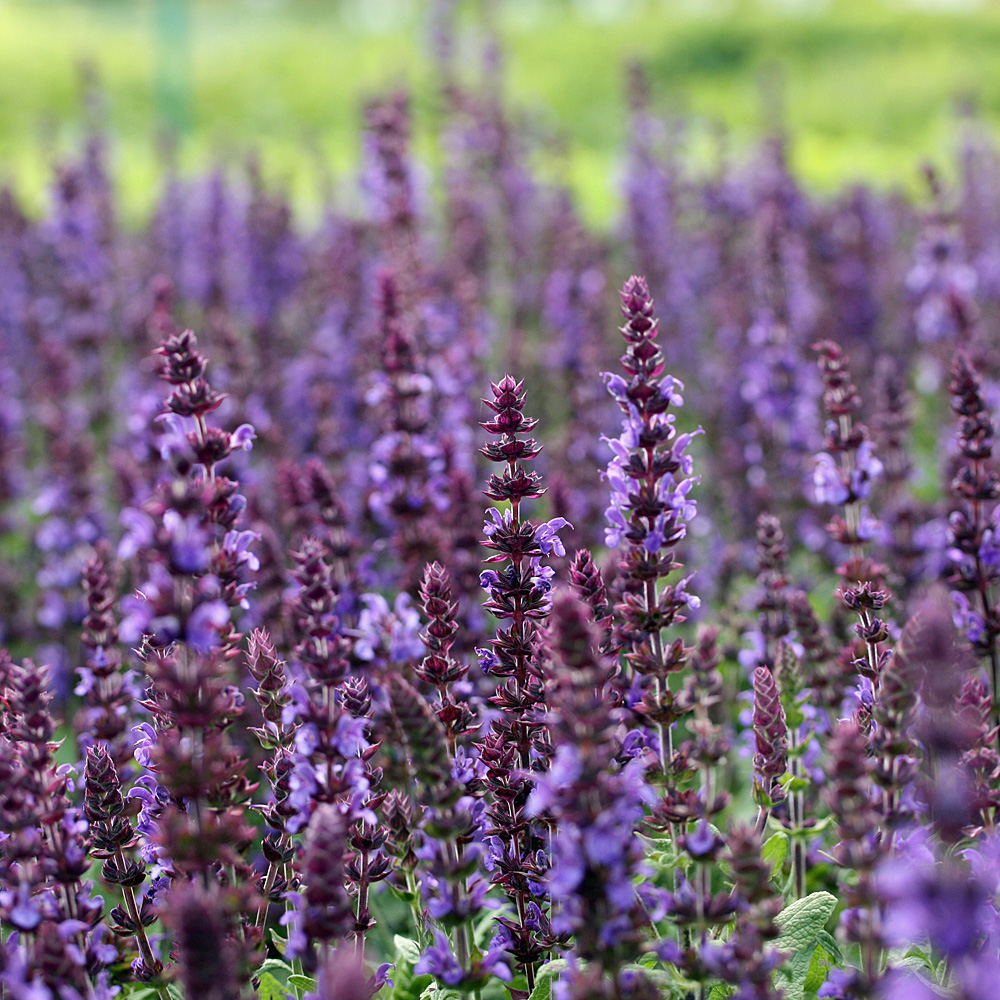 Salbei Blaukönigin, Salvia, Bienenfreundlich, Blütenkerzen