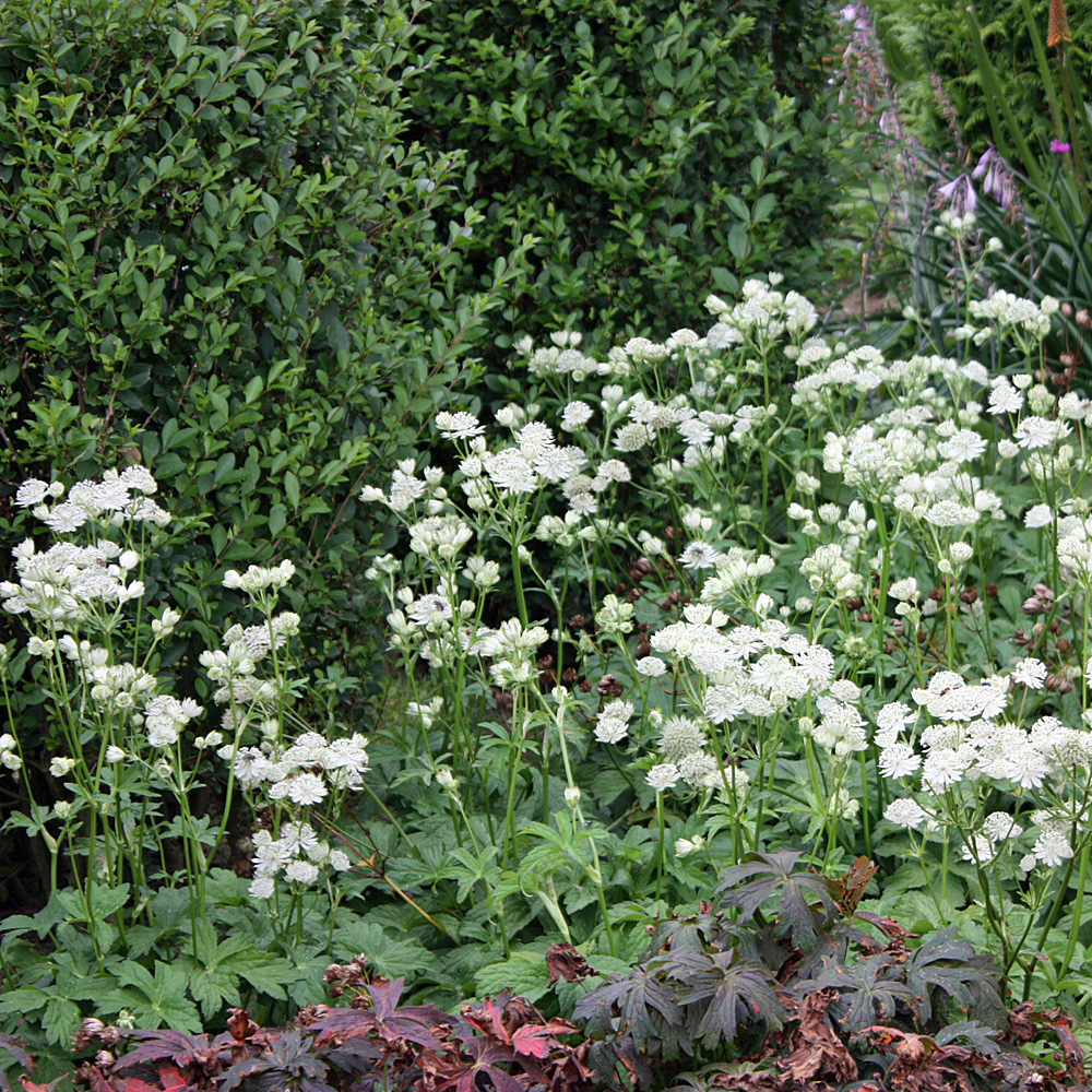 Sterndolde Alba, Astrantia, Schattenpflanze, Blüten