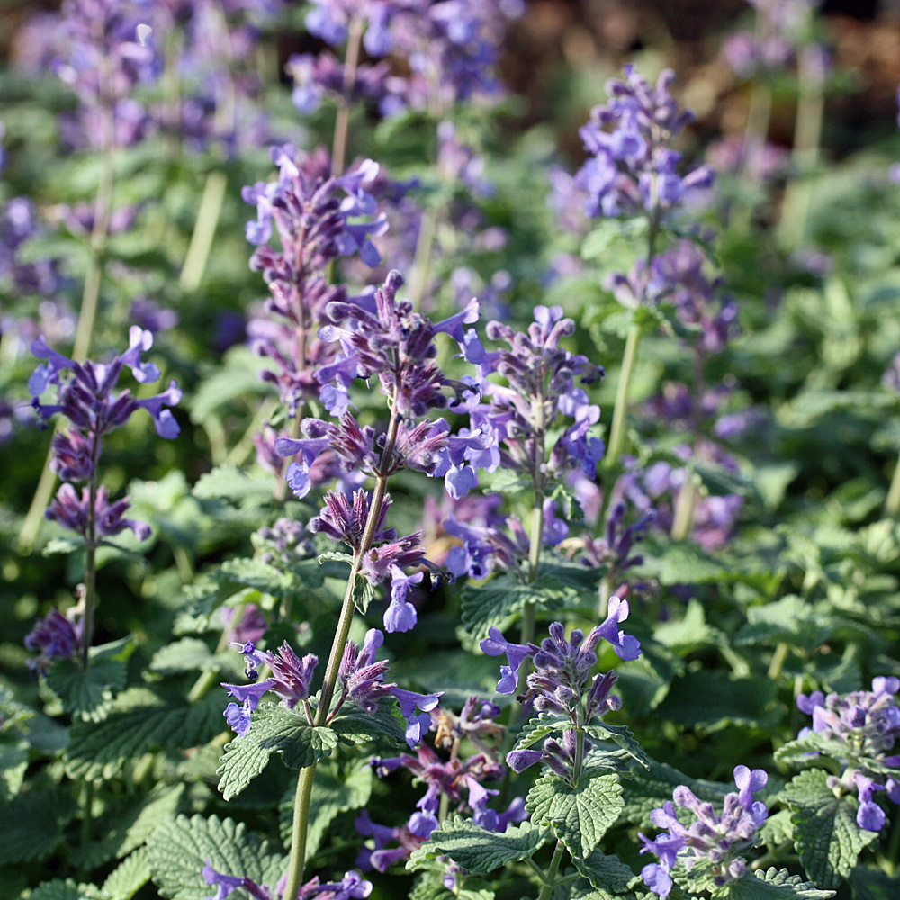 Katzenminze, Nepeta Superba