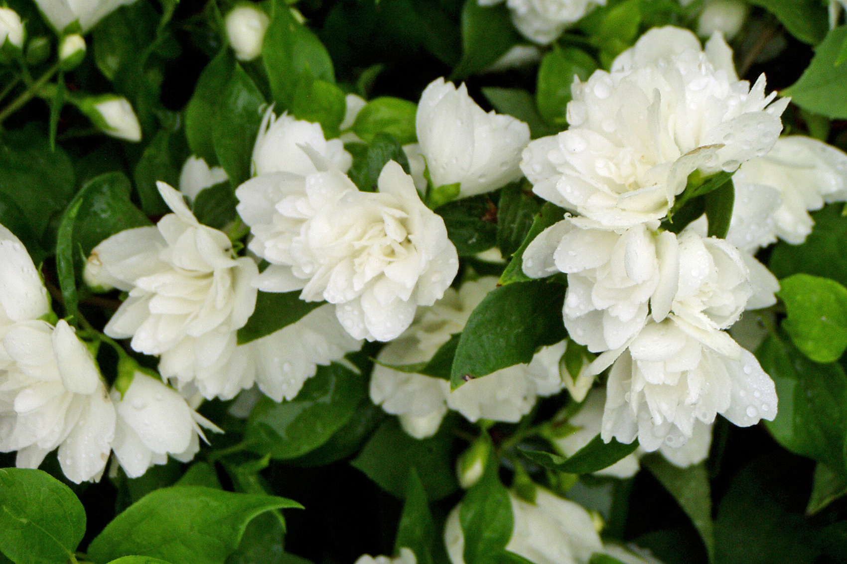 Gartenjasmin