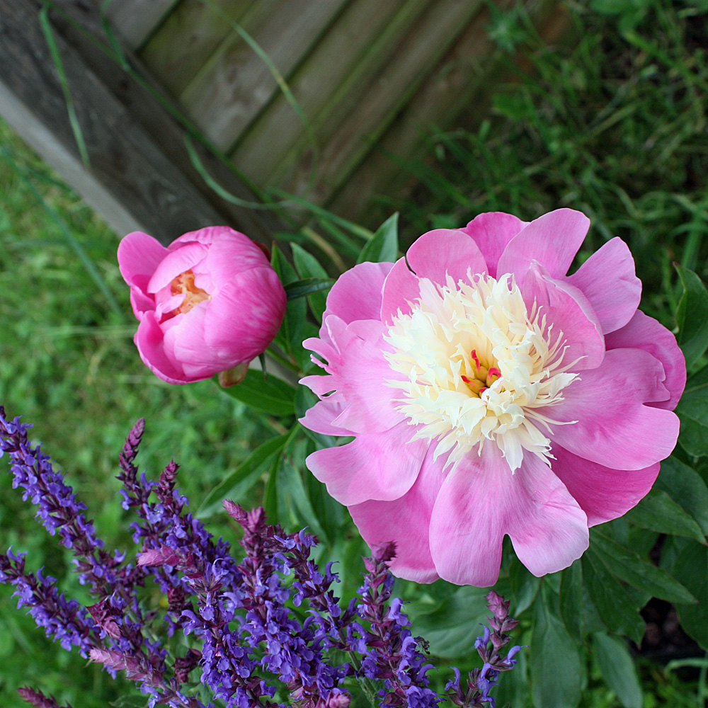 Pfingstrose Bowl of Beauty, Paeonia, Blütenstaude