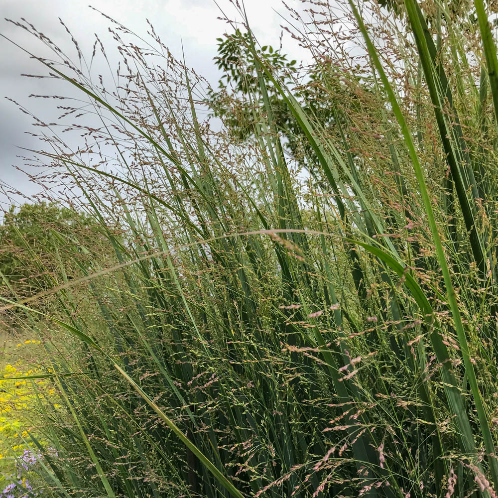 Rutenhirse 'Northwind'