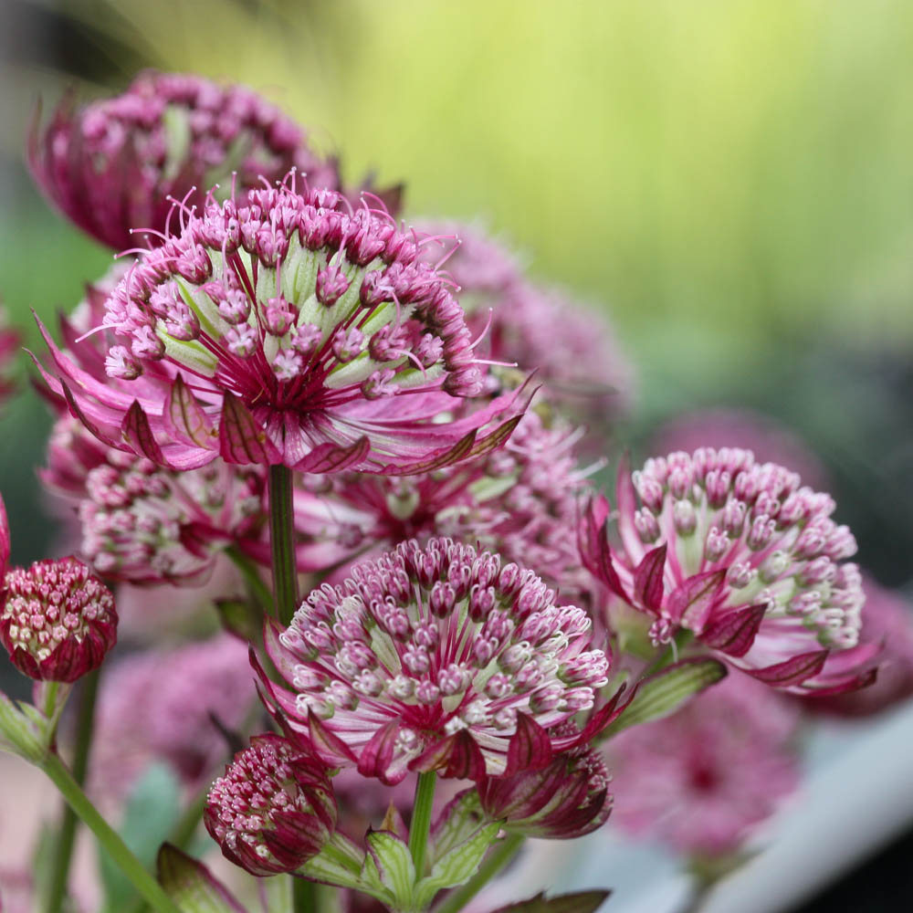 Sterndolde 'Primadonna'