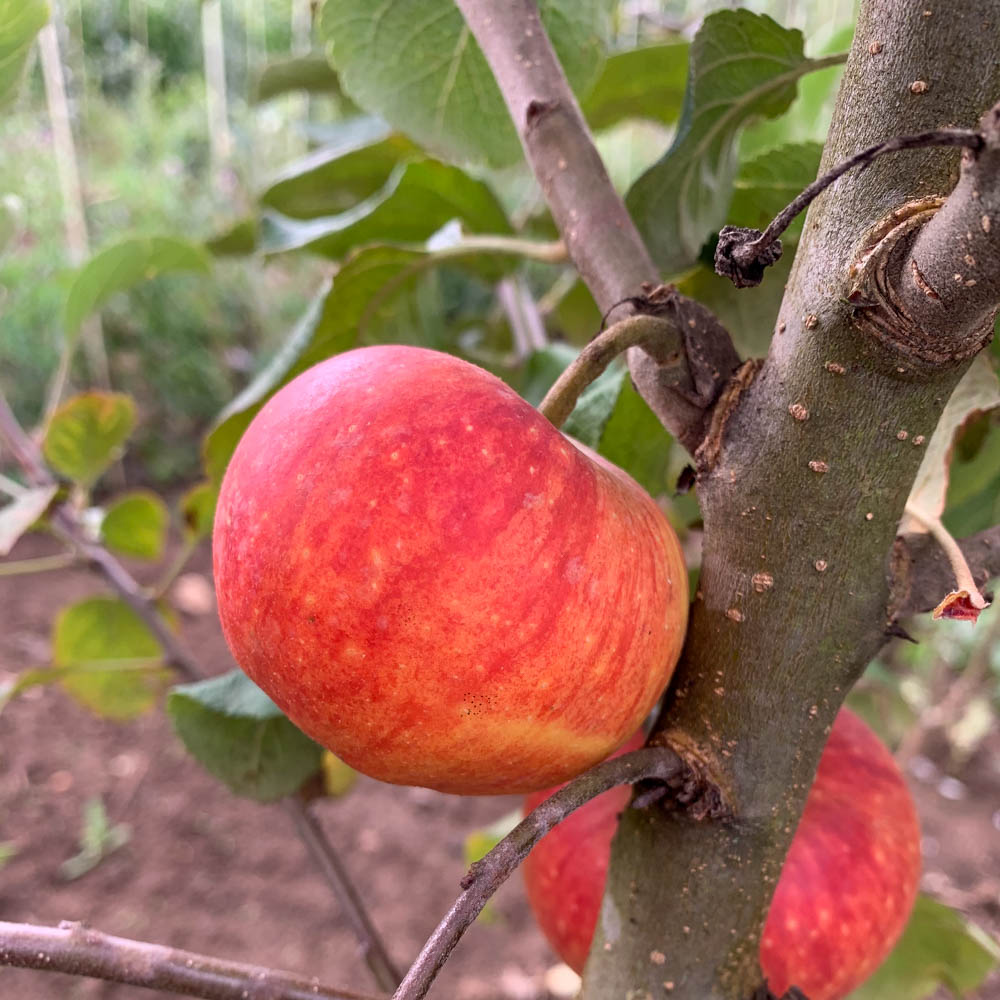 Apfel 'Alkmene'
