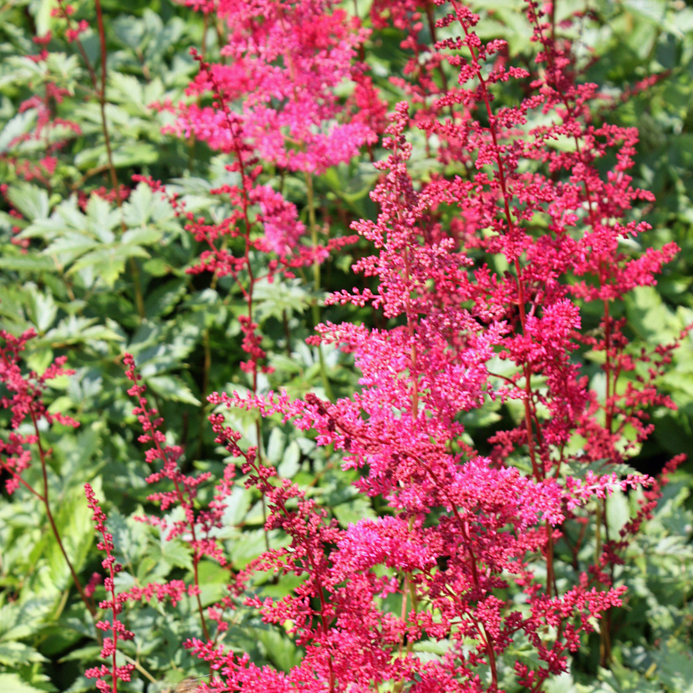 Prachtspiere Fanal, Astilbe, Schattenpflanze