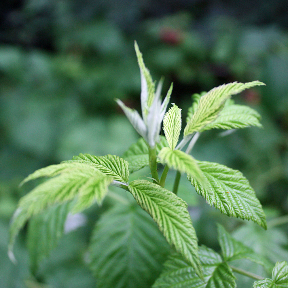 Sommerhimbeere 'Schönemann'