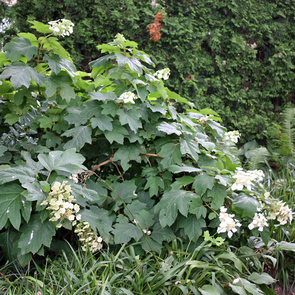 Eichblatthortensie, Hydrangea, Blütenstrauch