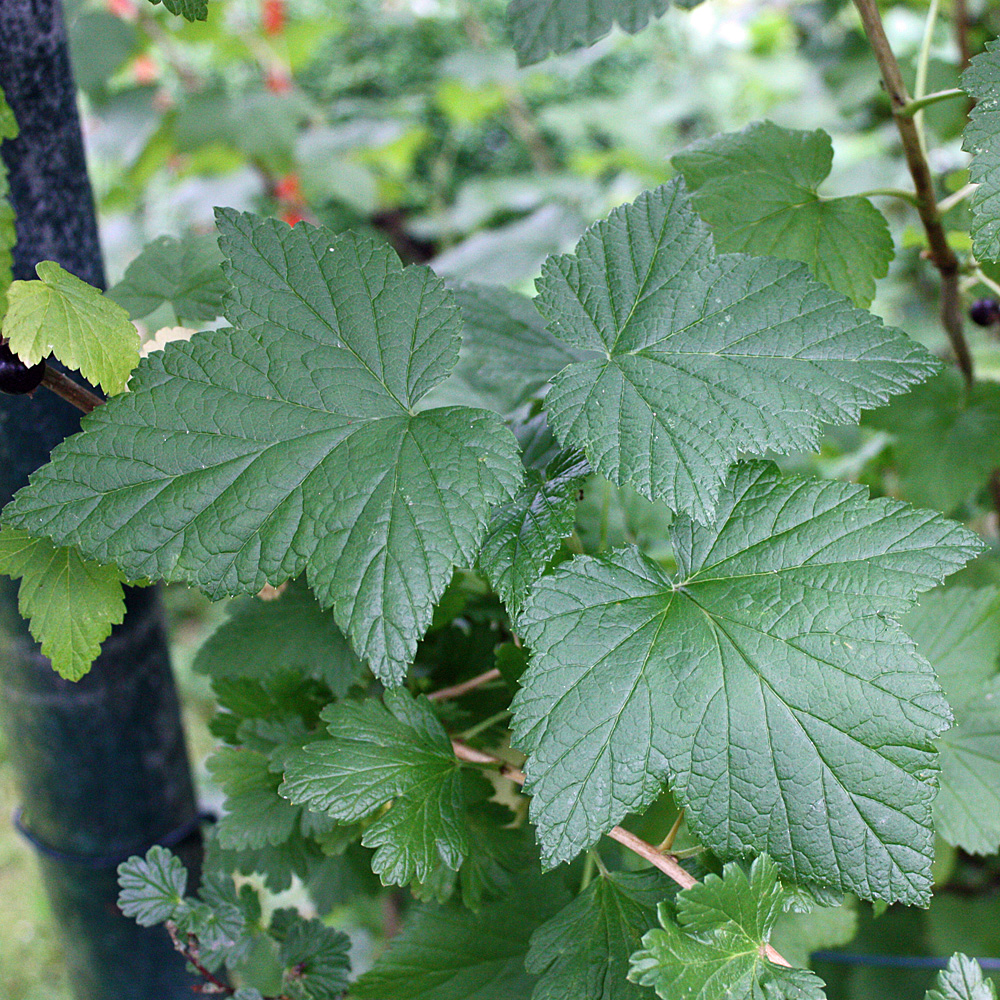 Schwarze Johannisbeere 'Ben Sarek'