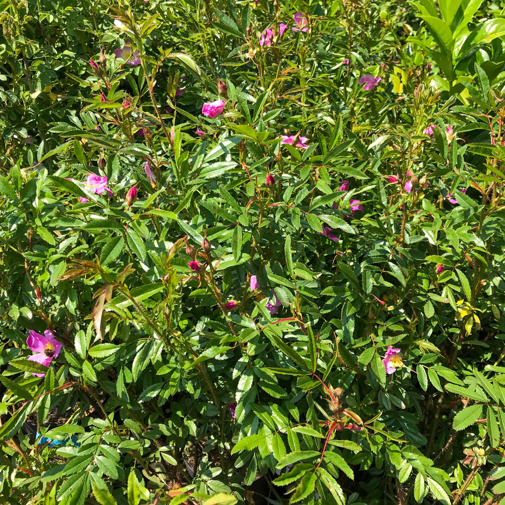 Glanzblättrige Rose