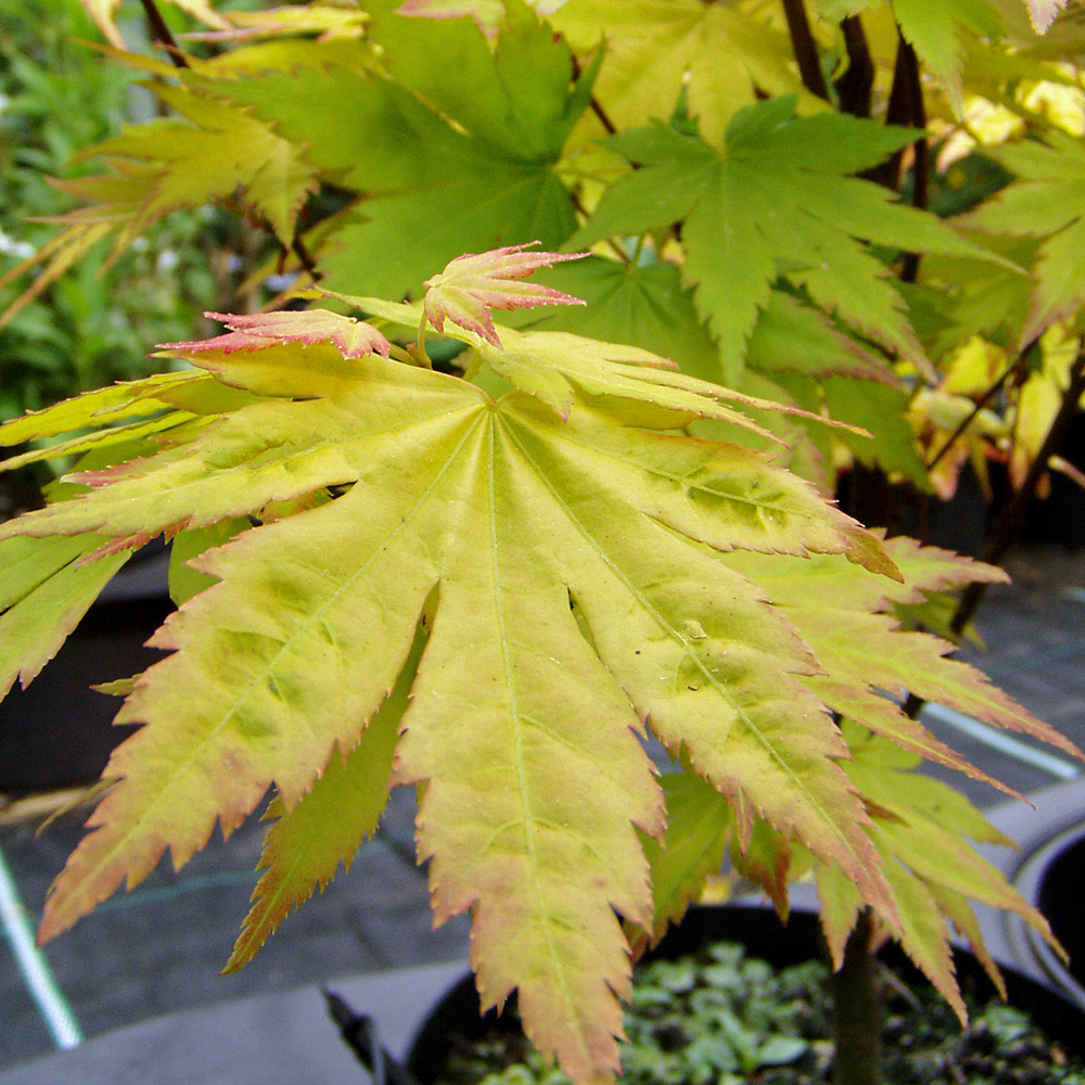 Fächerahorn Orange Dream, Ahorn, Acer, Blattschmuck