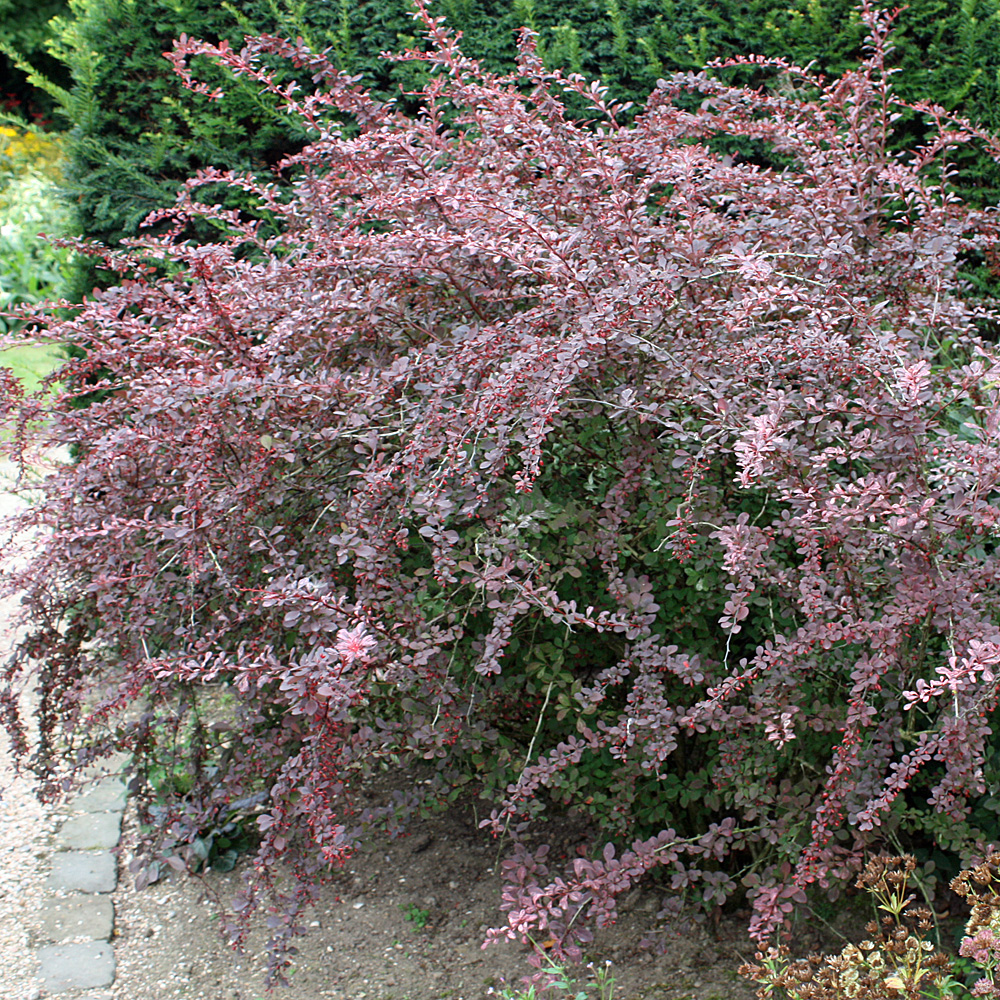 Berberitze Rose Glow, Berberis, Blattschmuckpflanze