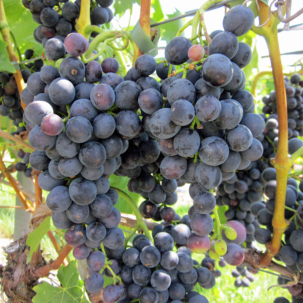 Weinrebe 'Muscat bleu'