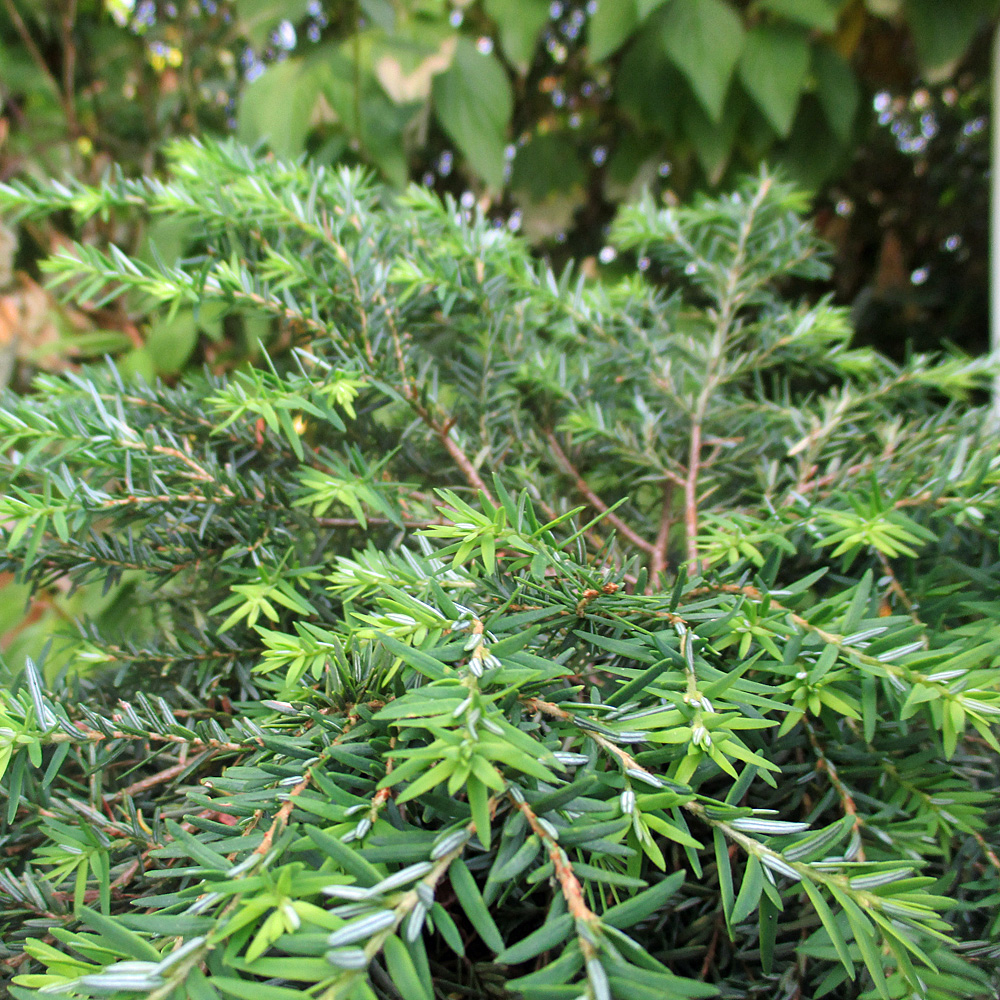 Kissen Hemlock Tanne 'Nana'