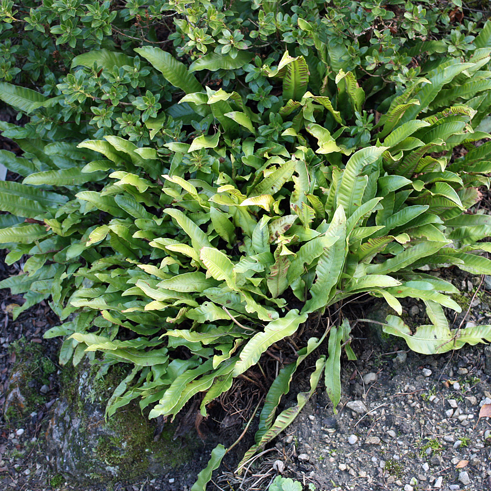 Hirschzungenfarn
