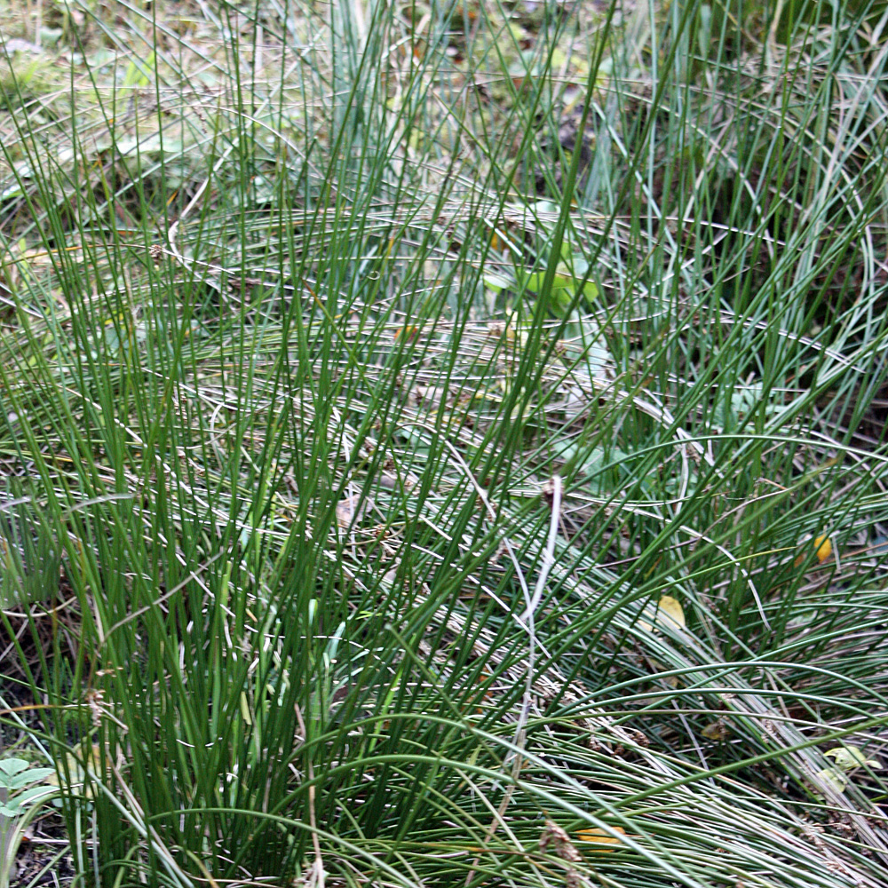 Binse, Juncus, Uferbepflanzung, Sumpfpflanze