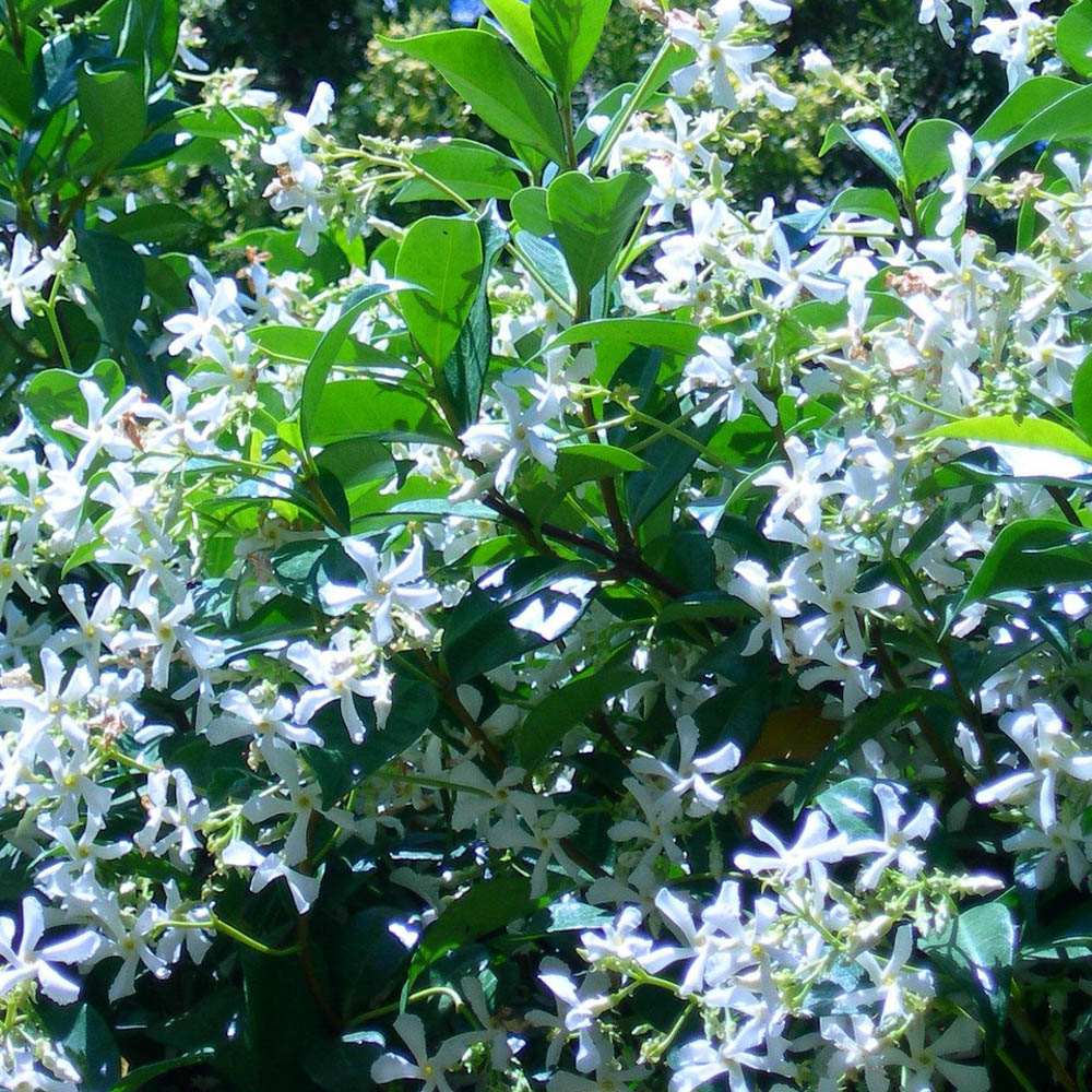 Chinesischer Sternjasmin