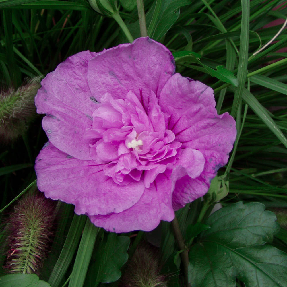 Hibiskus 'Magenta Chiffon'®