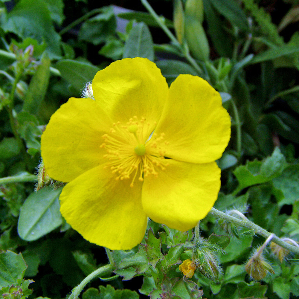 Sonnenröschen Sterntaler, Helenium, Bodedecker