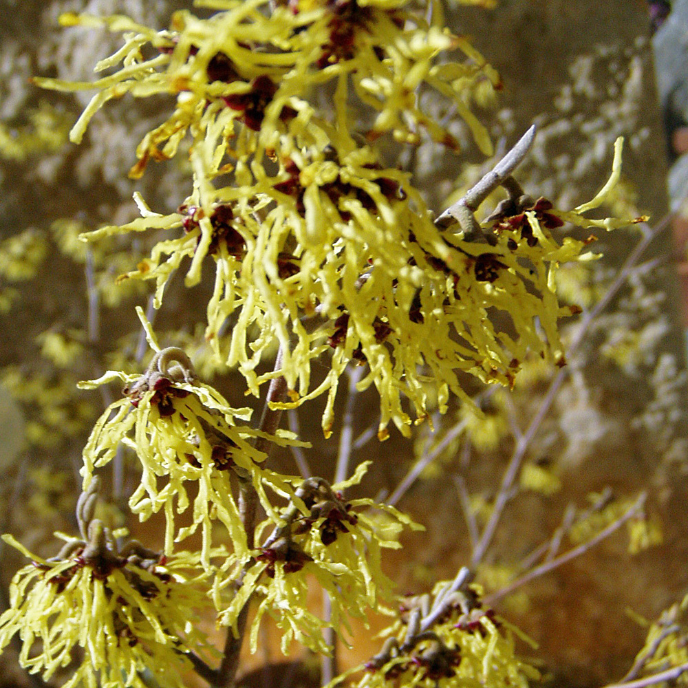 Zaubernuss Arnold Promise, Hamamelis, Winterblüte