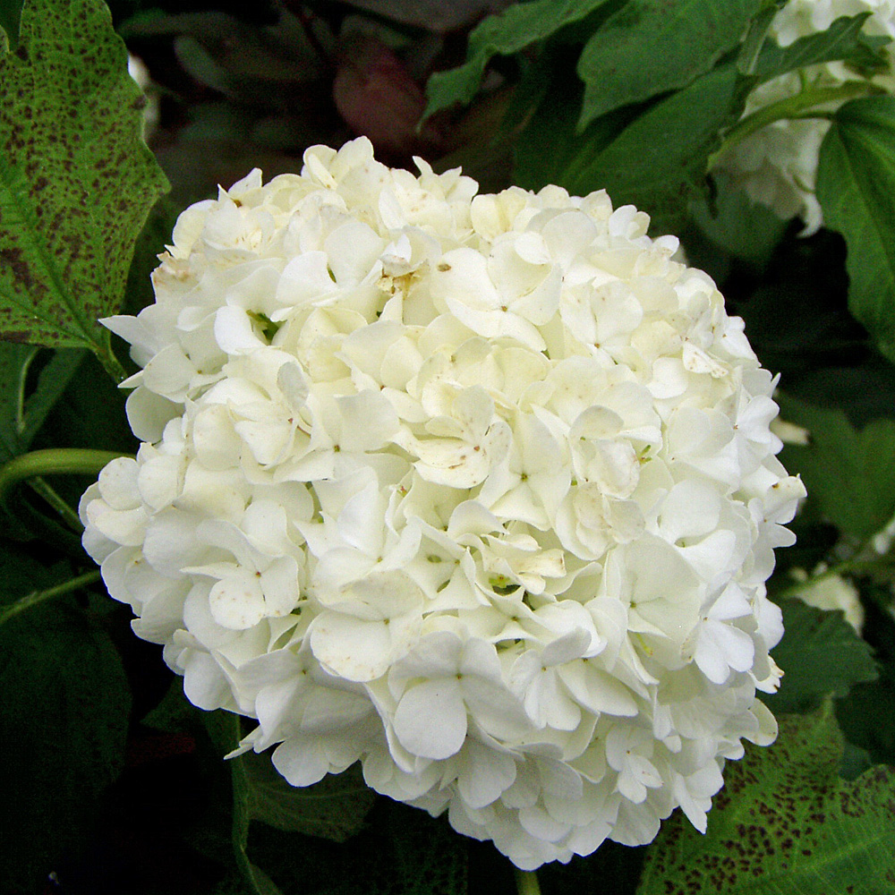 Gefüllter Echter Schneeball, Duftpflanze, Viburnum