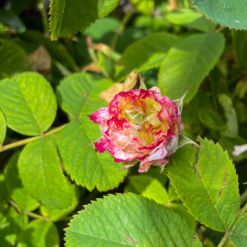Strauchrose 'Leda'