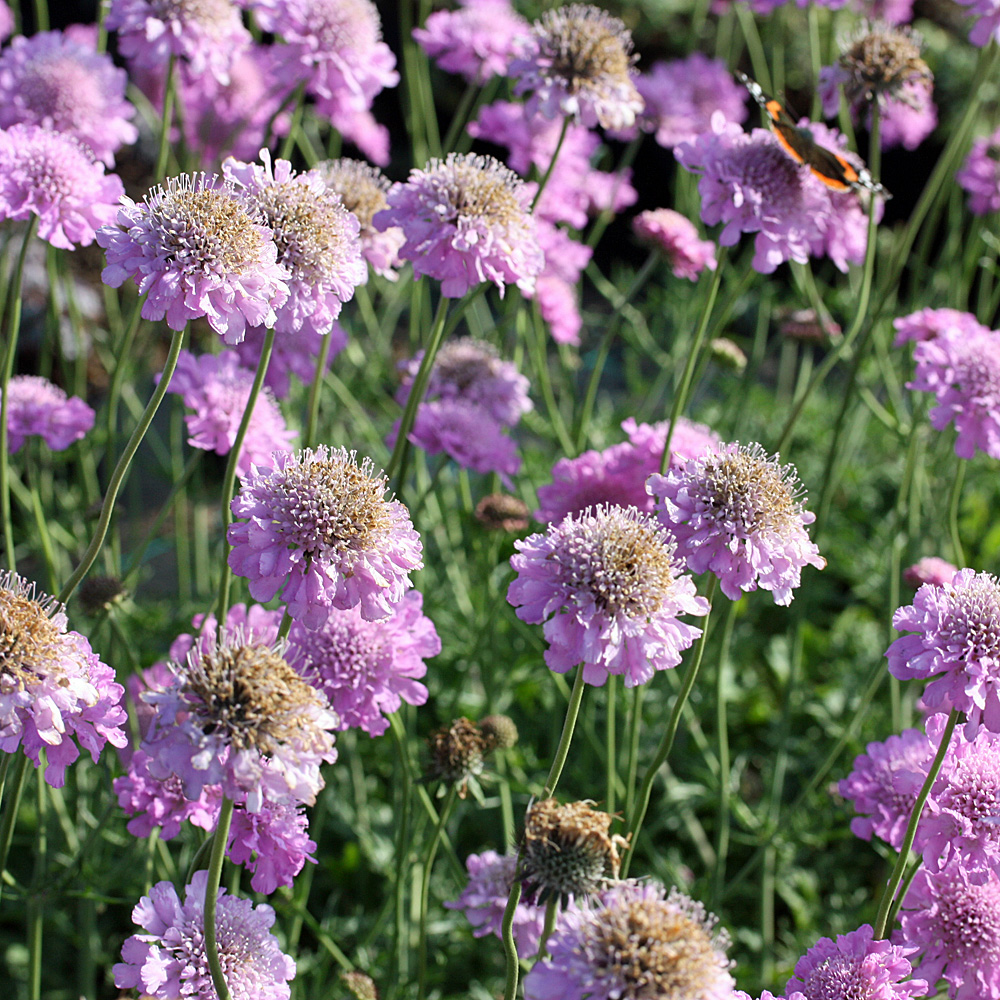 Skabiose Pink Mist, Scabiosa, Bienenweide, Blütenstaude