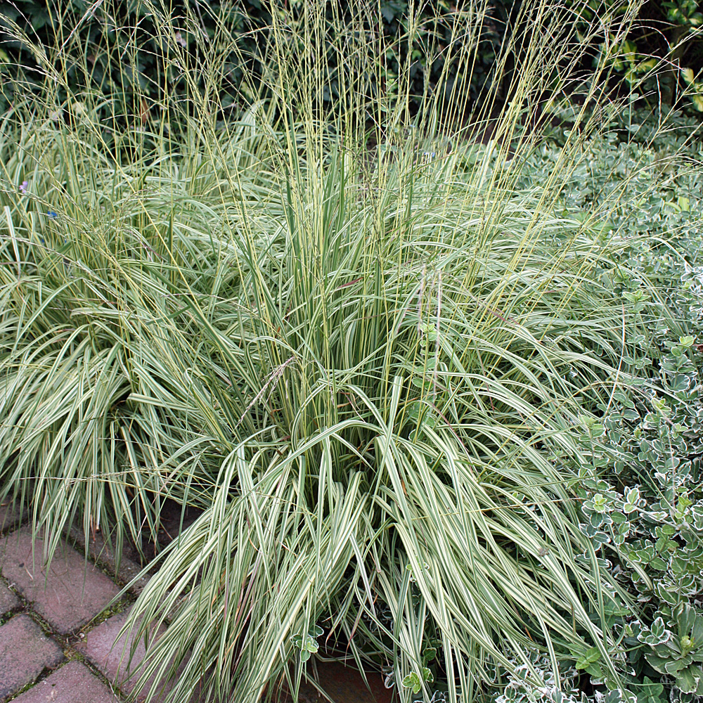 Pfeifengras Variegata, Molina, gestreiftes Gras