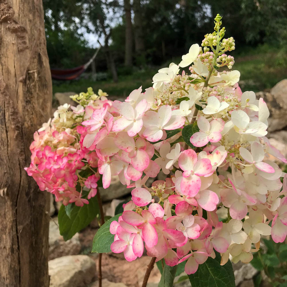 Rispenhortensie 'Candlelight'  ®