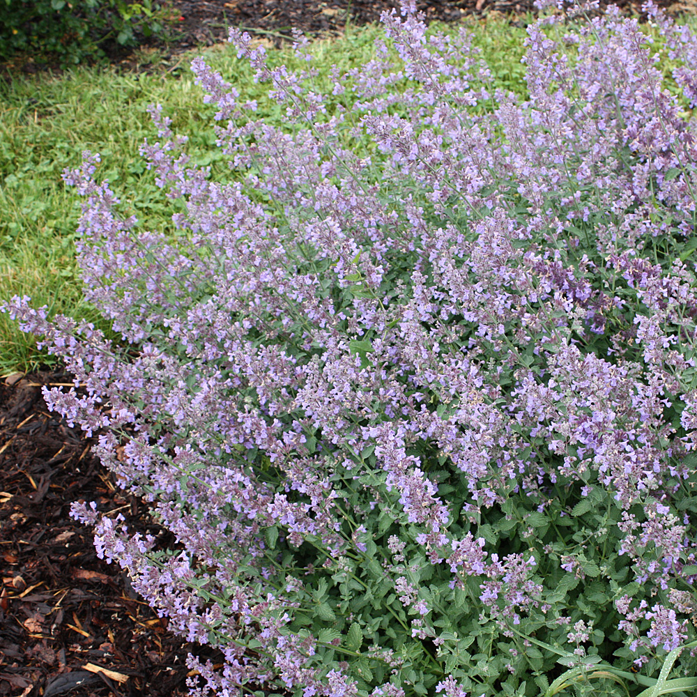Katzenminze Six Hills Gigant, Nepeta, Blütenstaude, Bienenweide
