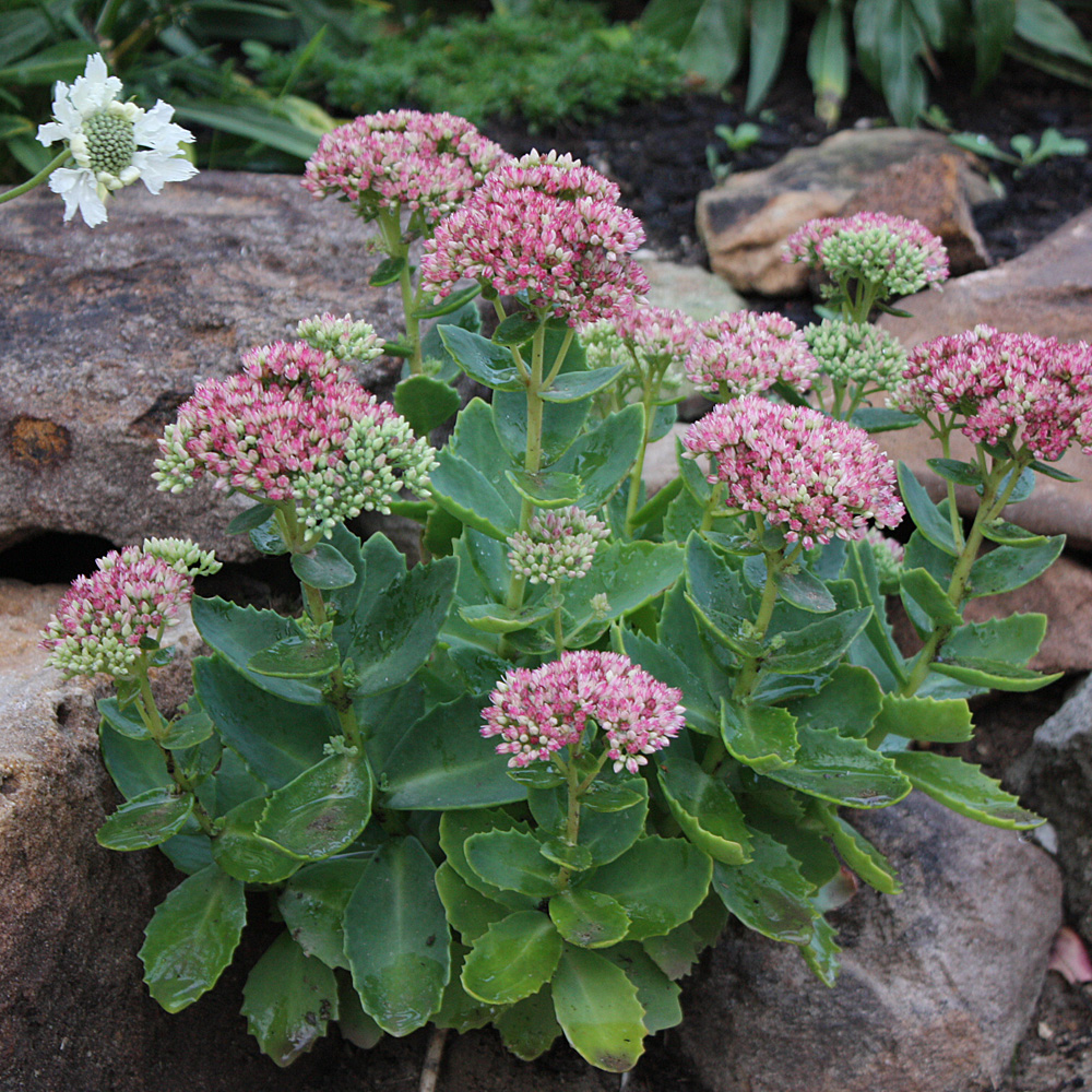 Fetthenne Herbstfreude, Sedum, Bienenweide
