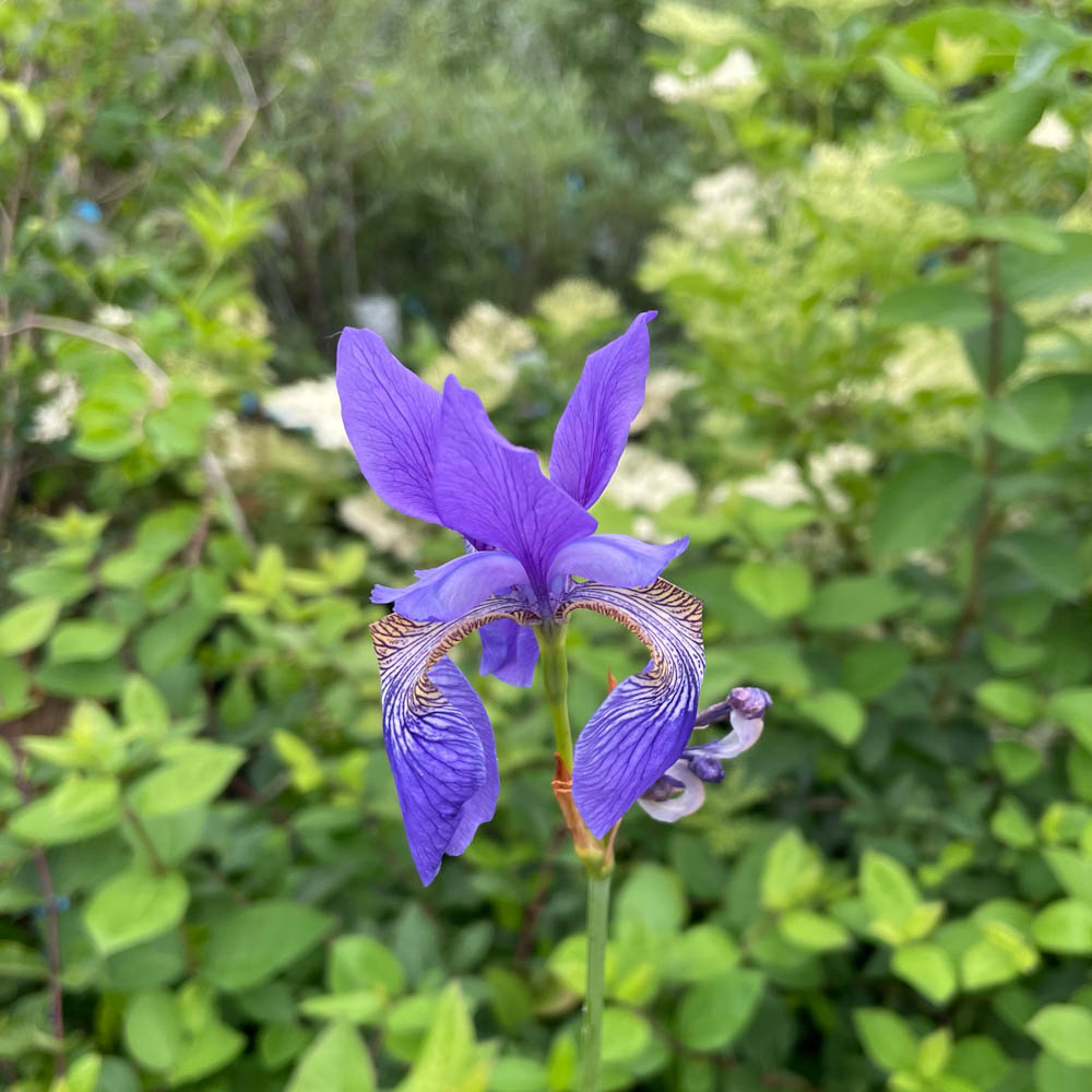 Sibirische Schwertlilie 'Perrys Blue'