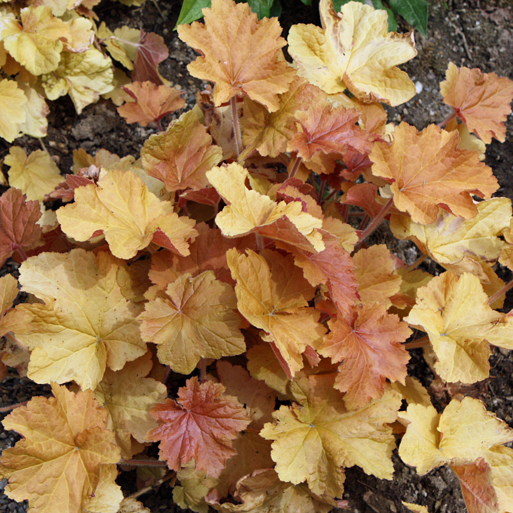 Purpurglöckchen Marmalade, Heuchera, Blattschmuck