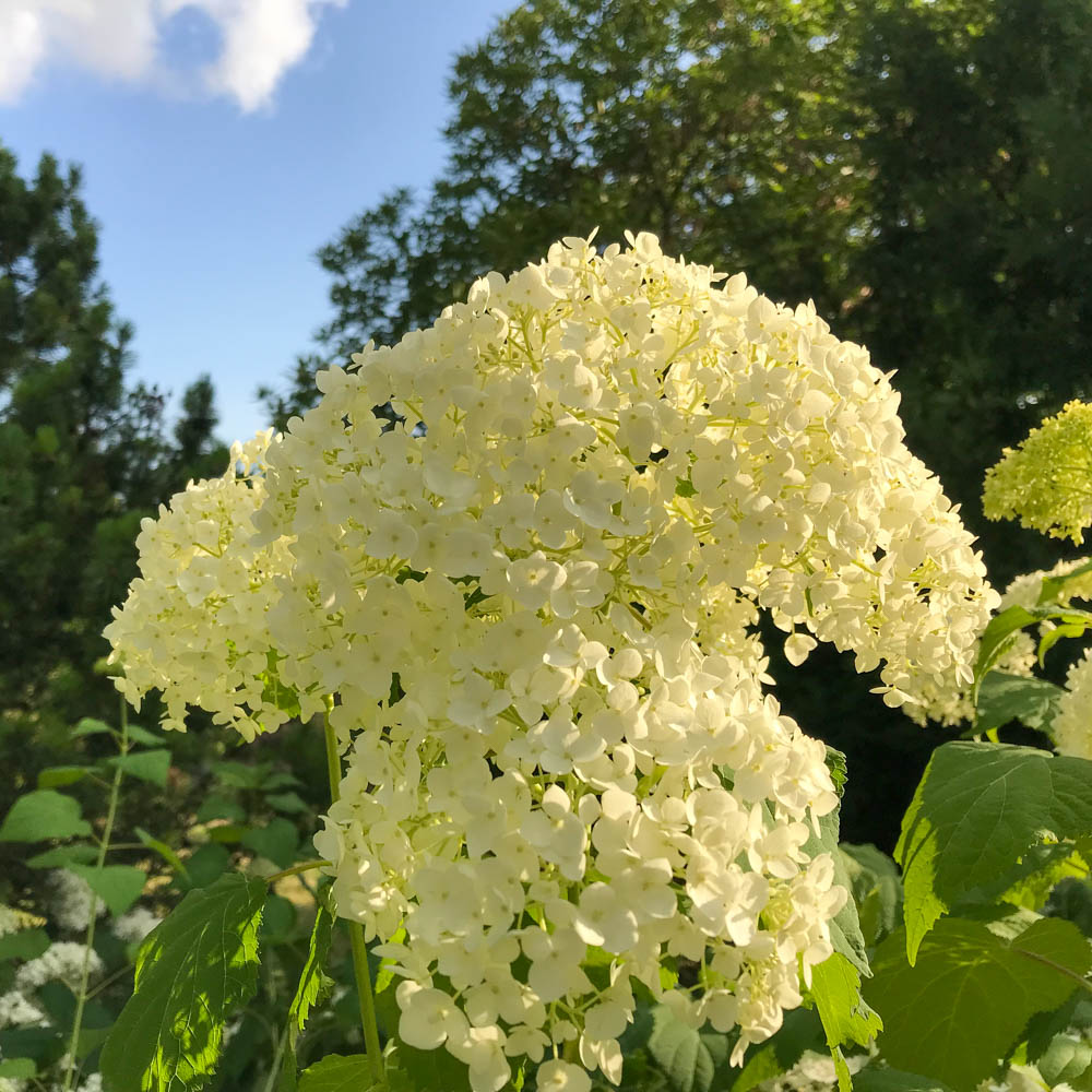 Ballhortensie Annabelle, Hydrangea, Schattenpflanze