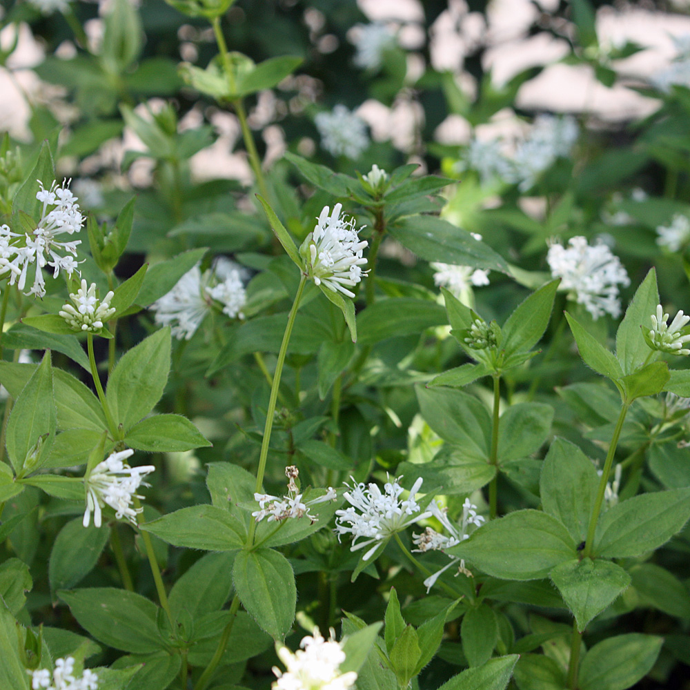 Turinischer Waldmeister, Schattenpflanzen, Bodendecker