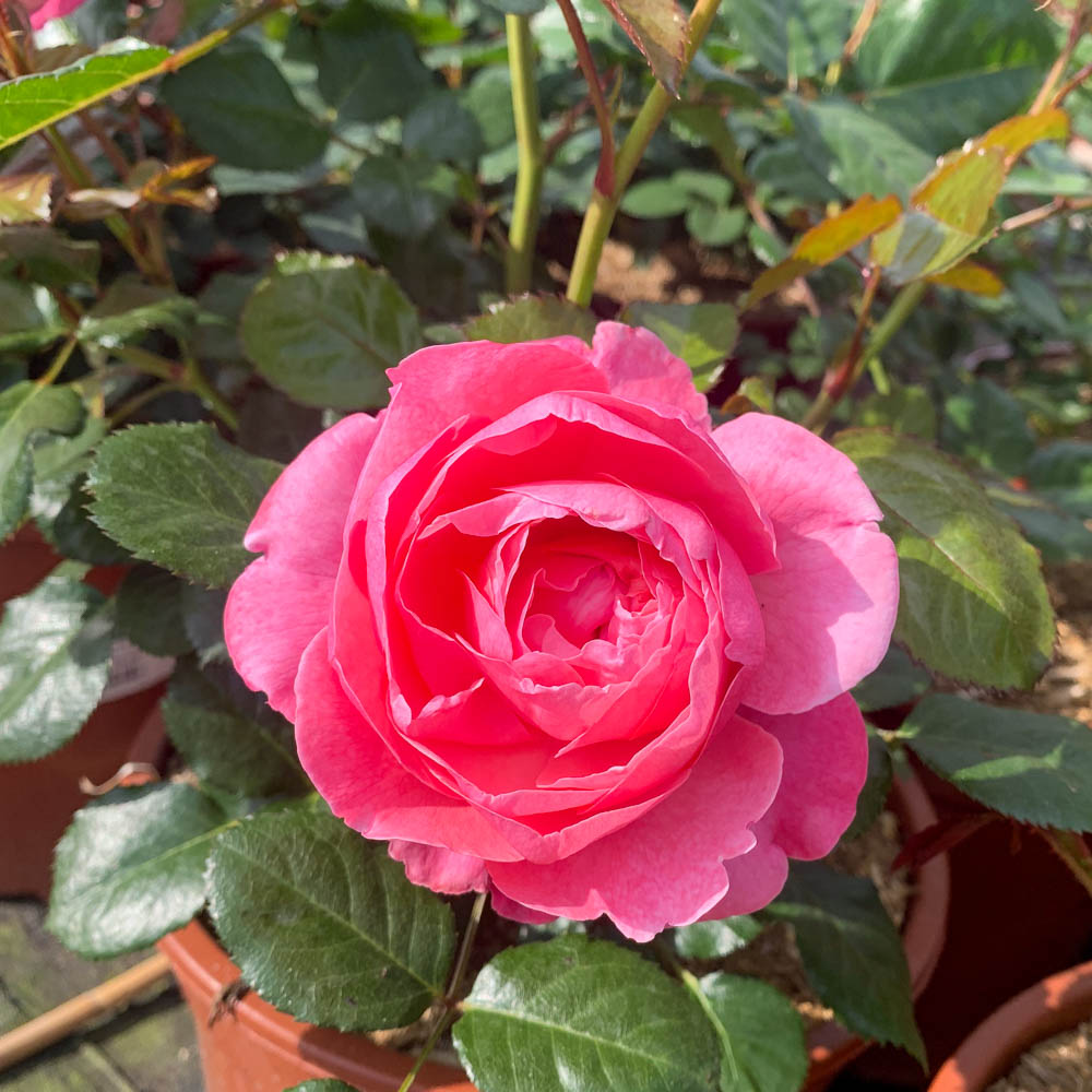 Strauchrose 'Kölner Flora'