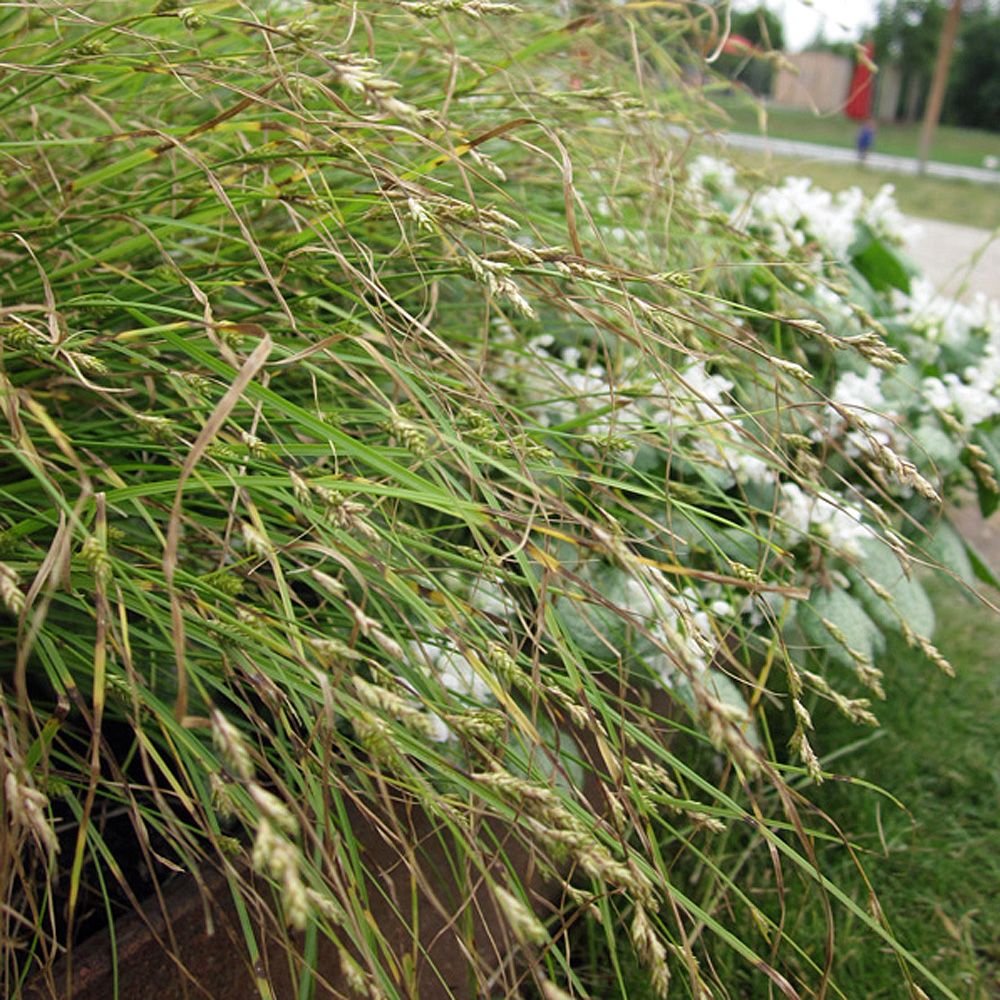 Winkelsegge, Carex remota, Ziergras