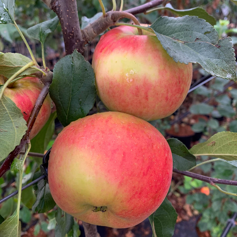 Apfel 'Rubinola'