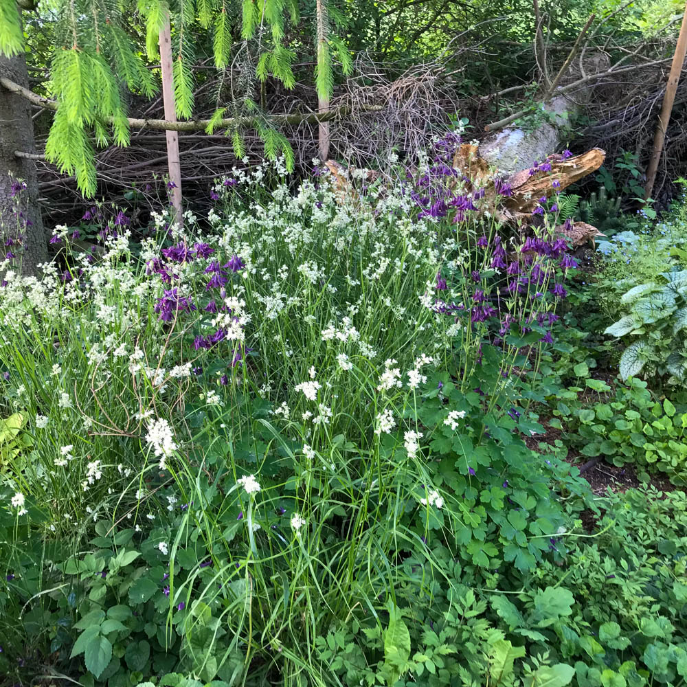 Akelei, Wildstaude, Frühling
