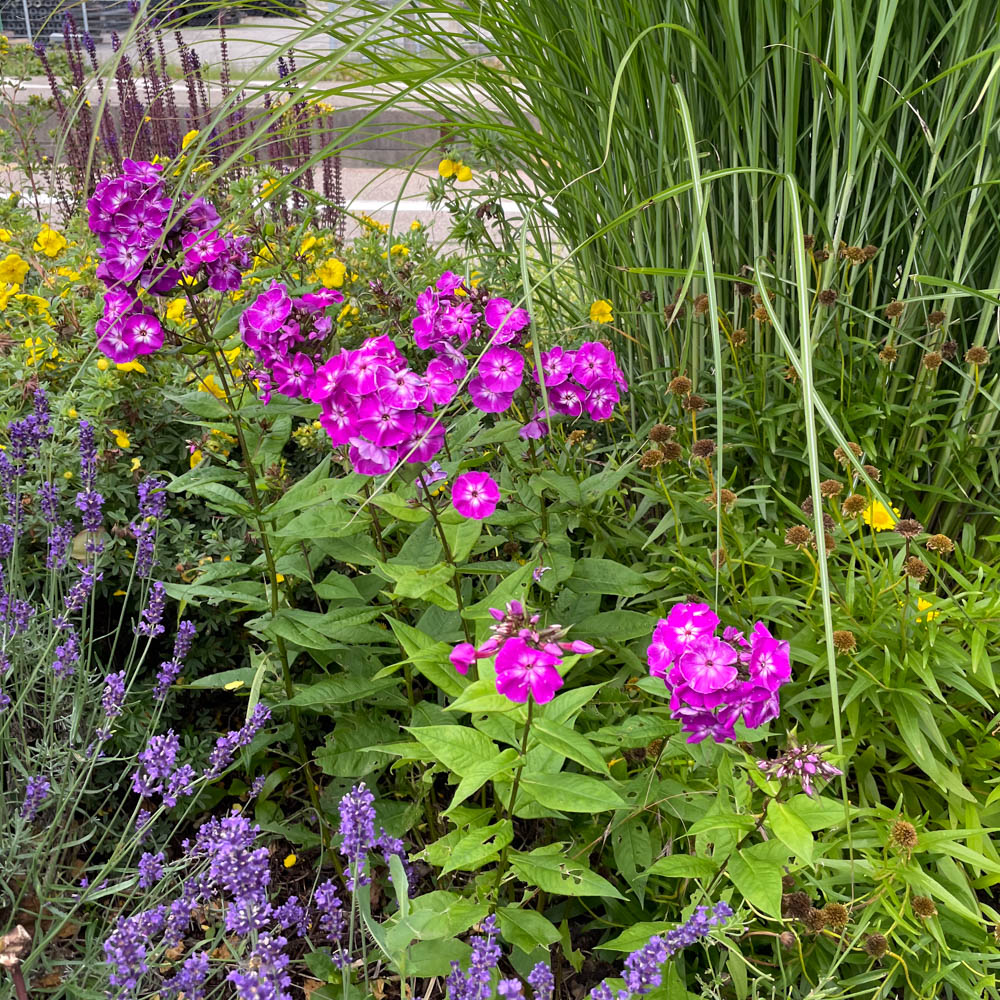 Phlox, Blütenpflanze, Beet