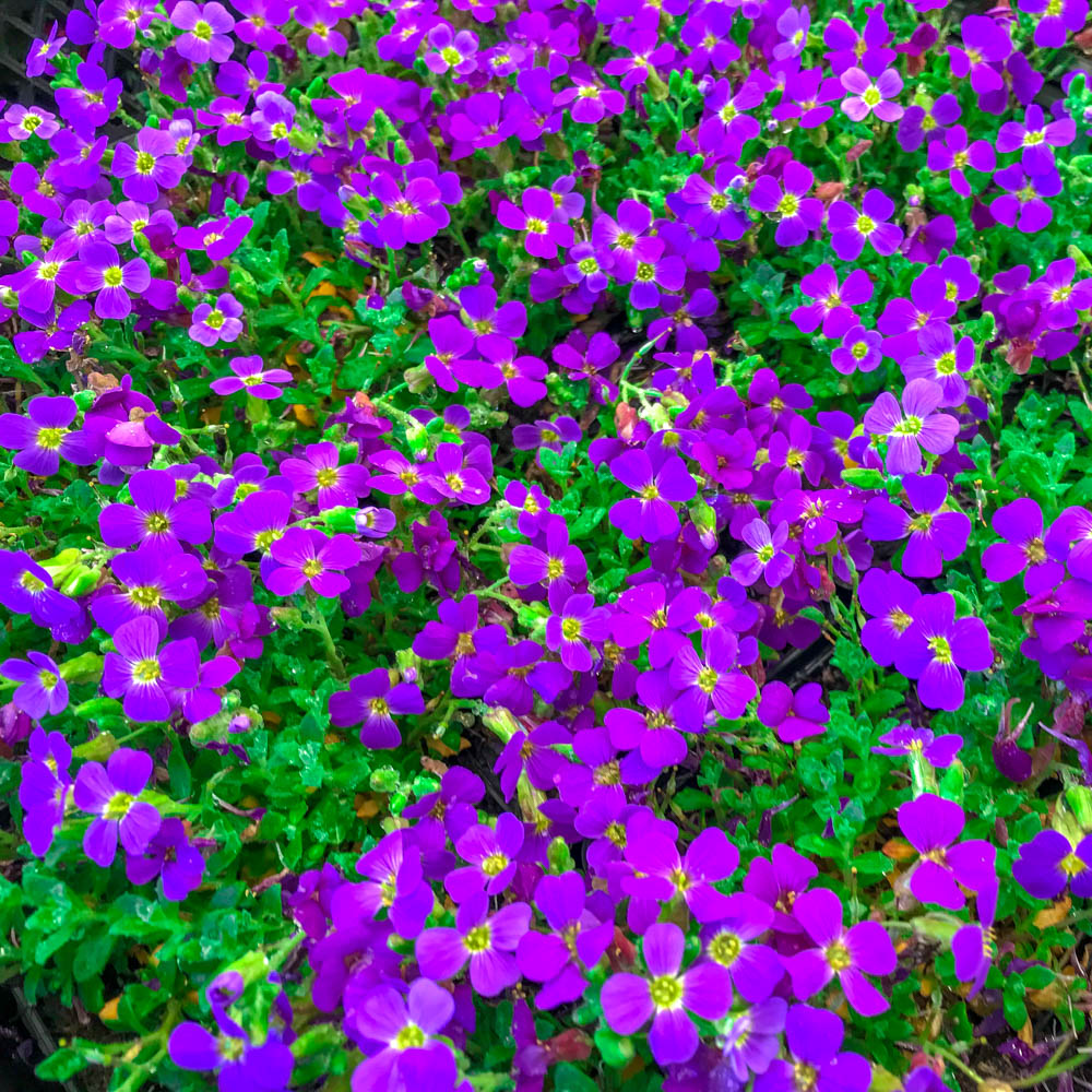 Blaukissen 'Blaumeise'