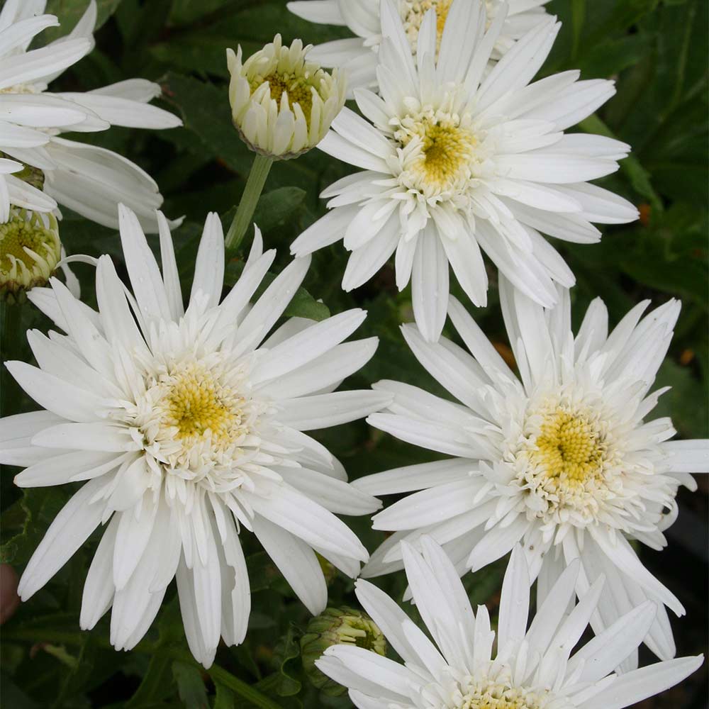 Margerite 'Christine Hagemann'